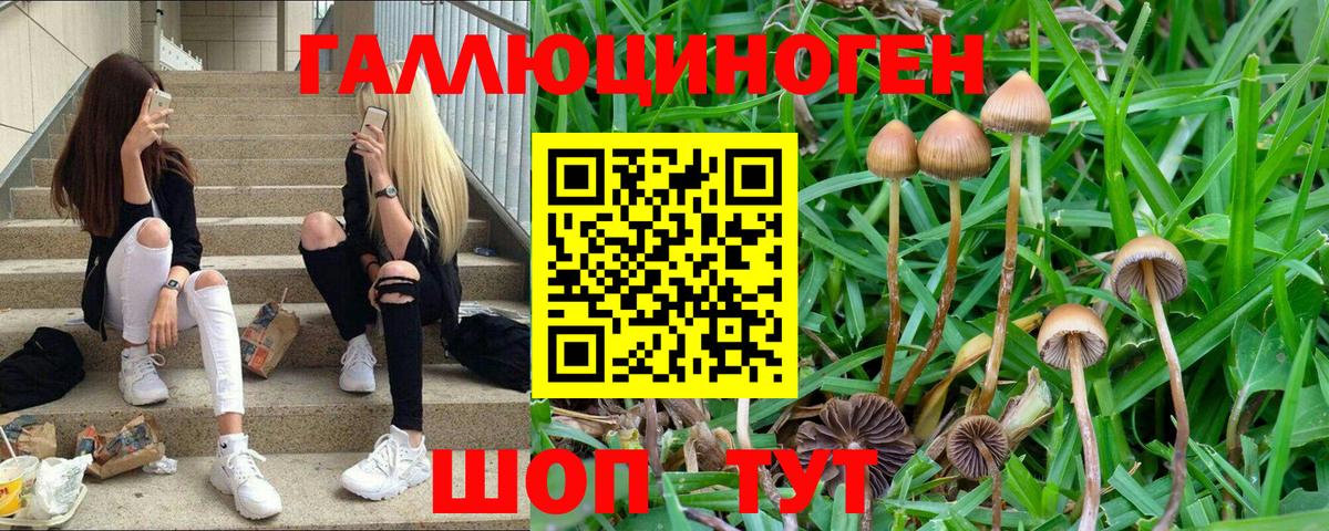 Псилоцибиновые грибы Psilocybe Елец